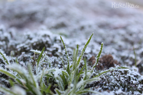 Ruhe Natur Fotografie